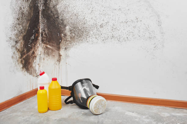 Why You Should Choose Our Mold Remediation Services in Juarez, TX